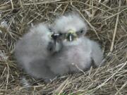 This photo provided by the American Eagle Foundation, taken March 20, 2016, shows two eaglets in Washington. Three baby bald eagles have hatched in Washington this spring.