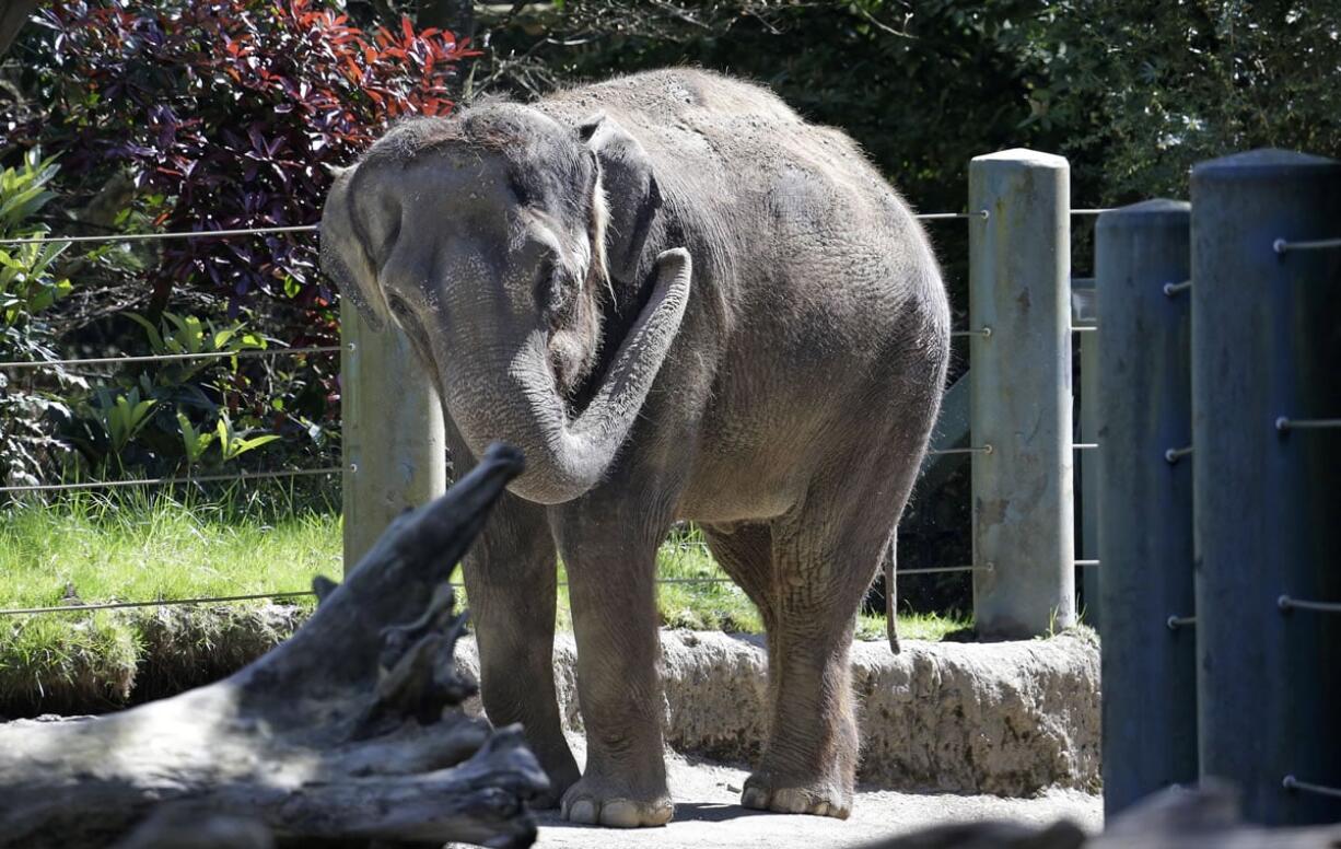 Chai, an Asian elephant, stands in her enclosure at the Woodland Park Zoo, in Seattle in April.