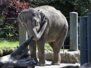 Chai, an Asian elephant, stands in her enclosure at the Woodland Park Zoo, in Seattle in April.