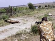 A ranger from the Kenya Wildlife Service shoots dead a male lion that had strayed from the Nairobi National Park, in Kajiado, Kenya, on Wednesday.