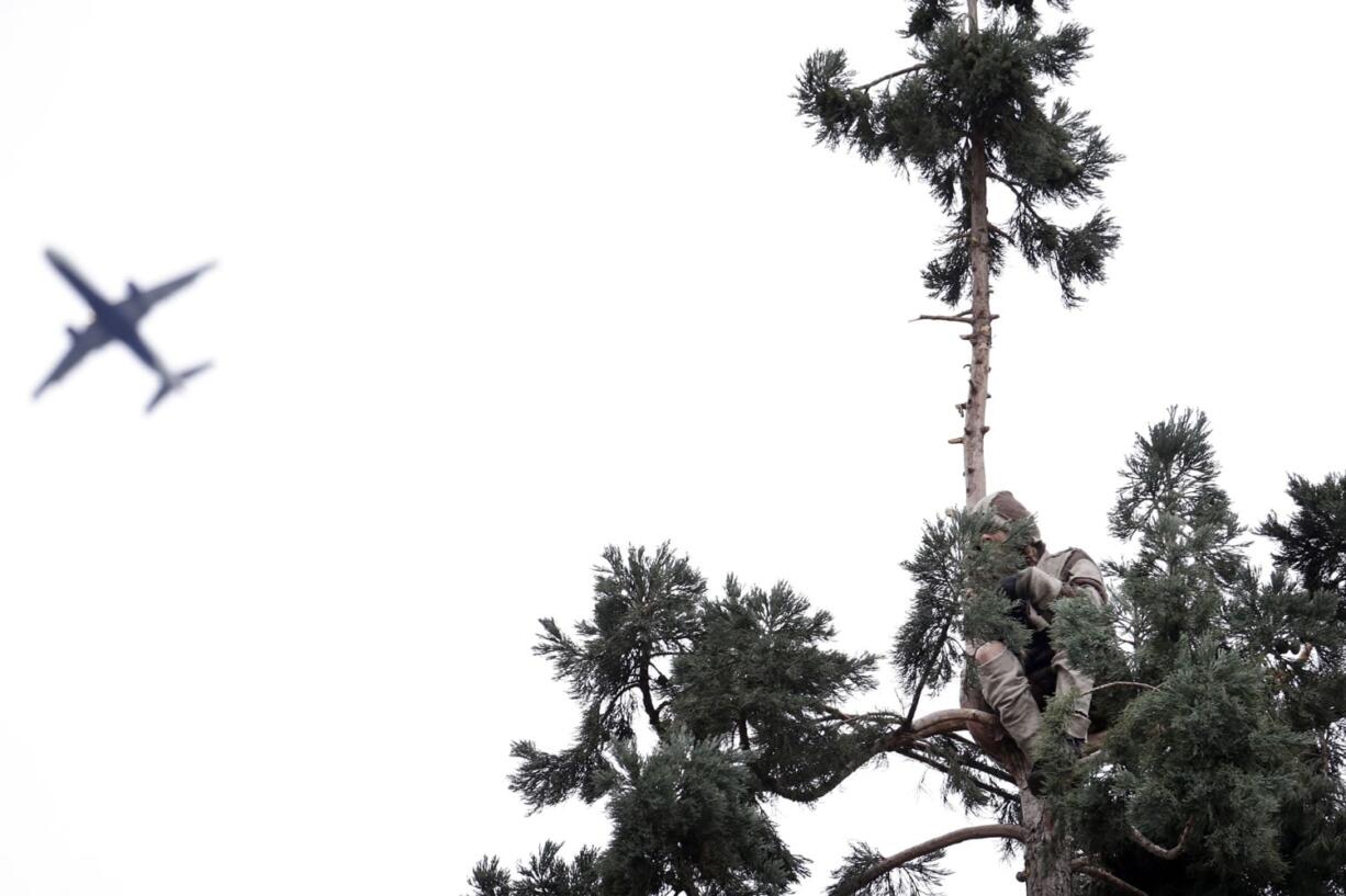 A plane flies past as a man continues to perch near the top of an 80-foot-tall sequoia tree Wednesday morning in downtown Seattle.