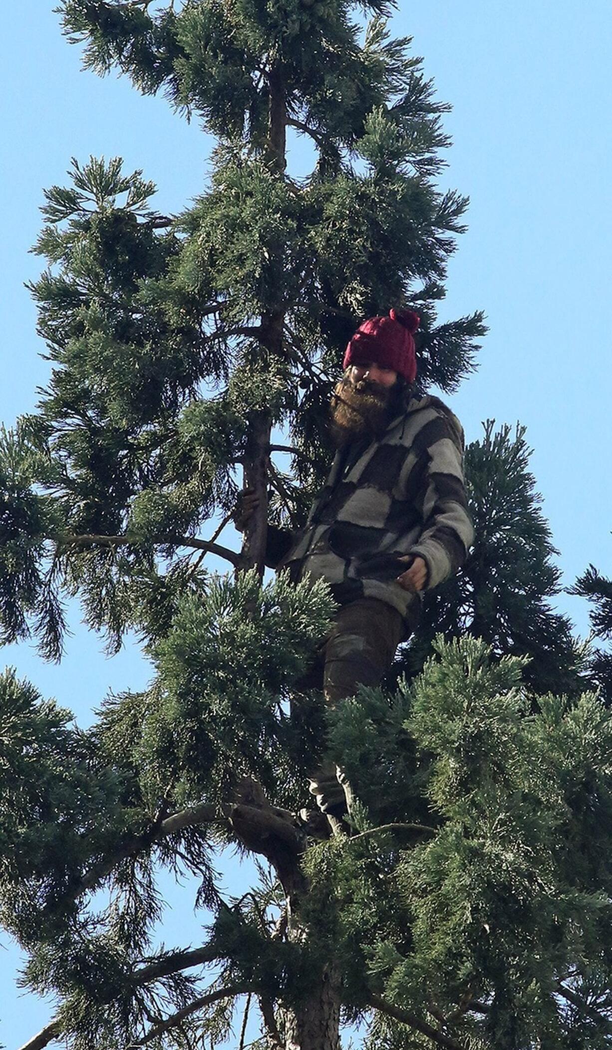 A man stands Tuesday in an 80-foot tall tree in downtown Seattle after he climbed nearly to the top, disrupting traffic. Police say when authorities arrived, the man refused to speak with them and threw an apple at medics.