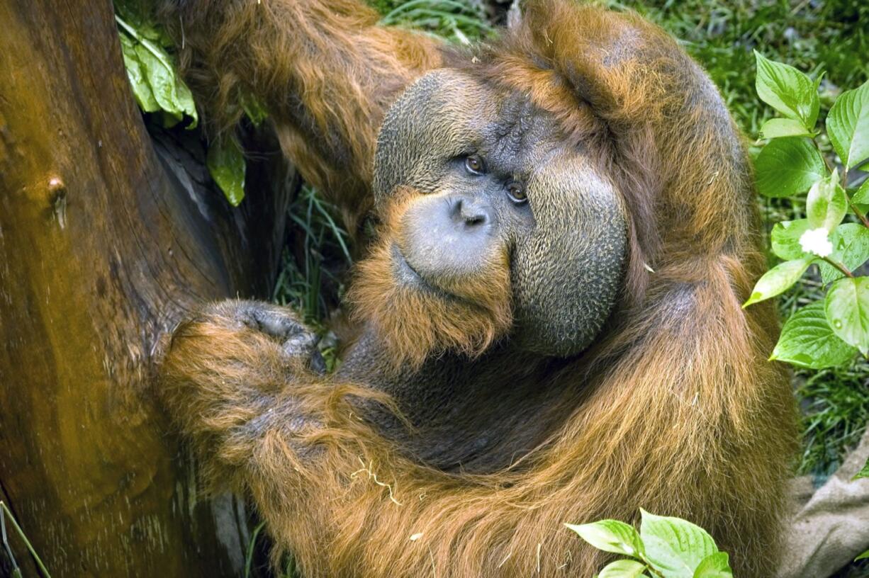 This 2006 photo provided by the Woodland Park Zoo shows orangutan Towan is seen in 2006 at Seattle&#039;s Woodland Park Zoo. Towan died Thursday at age 48 during a veterinary examination. He had been taking medication for respiratory issues, which zoo officials say hadn&#039;t improved his condition.