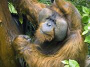 This 2006 photo provided by the Woodland Park Zoo shows orangutan Towan is seen in 2006 at Seattle&#039;s Woodland Park Zoo. Towan died Thursday at age 48 during a veterinary examination. He had been taking medication for respiratory issues, which zoo officials say hadn&#039;t improved his condition.