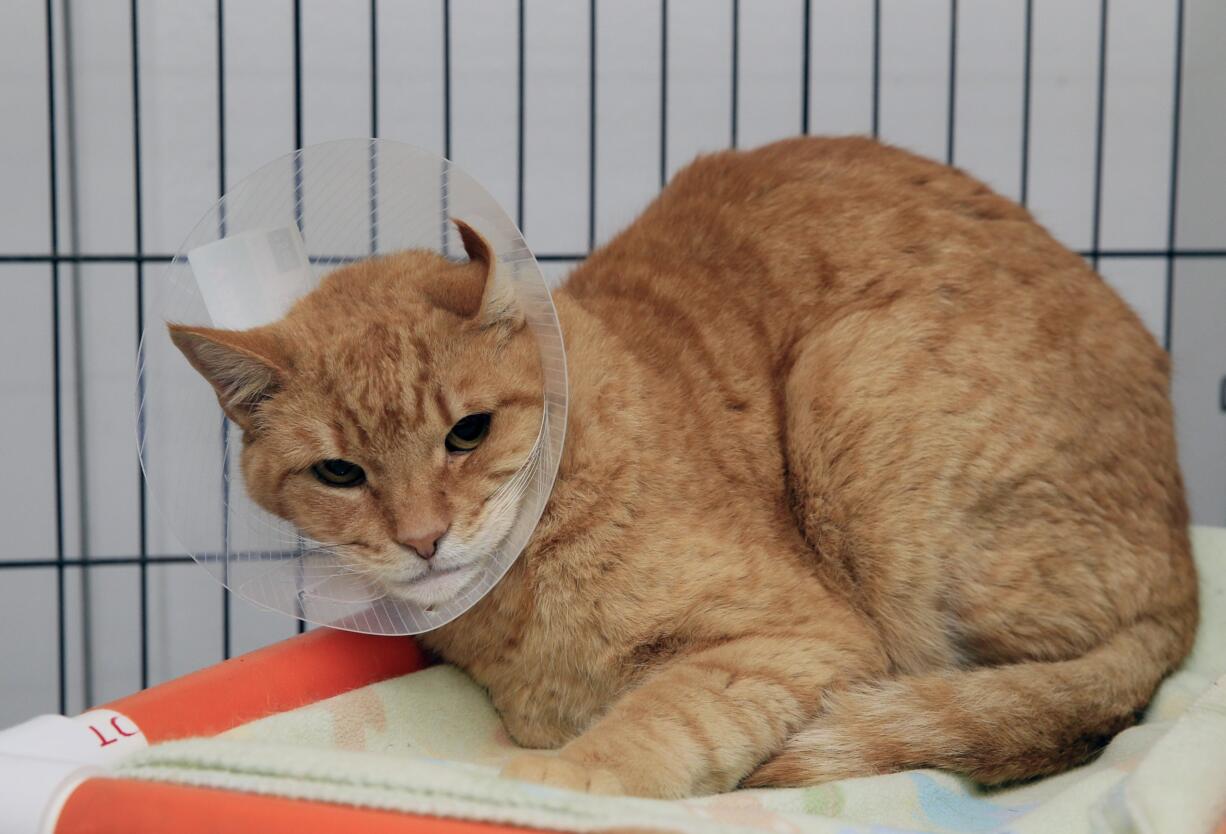 Morris wears a plastic cone device, sometimes called a &quot;cone of shame,&quot; on March 2 at the spcaLA South Bay Pet Adoption Center in Hawthorne, Calif.