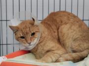 Morris wears a plastic cone device, sometimes called a &quot;cone of shame,&quot; on March 2 at the spcaLA South Bay Pet Adoption Center in Hawthorne, Calif.