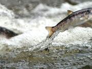 A juvenile spring chinook salmon is released in 2016 into the Rogue River in Southern Oregon.