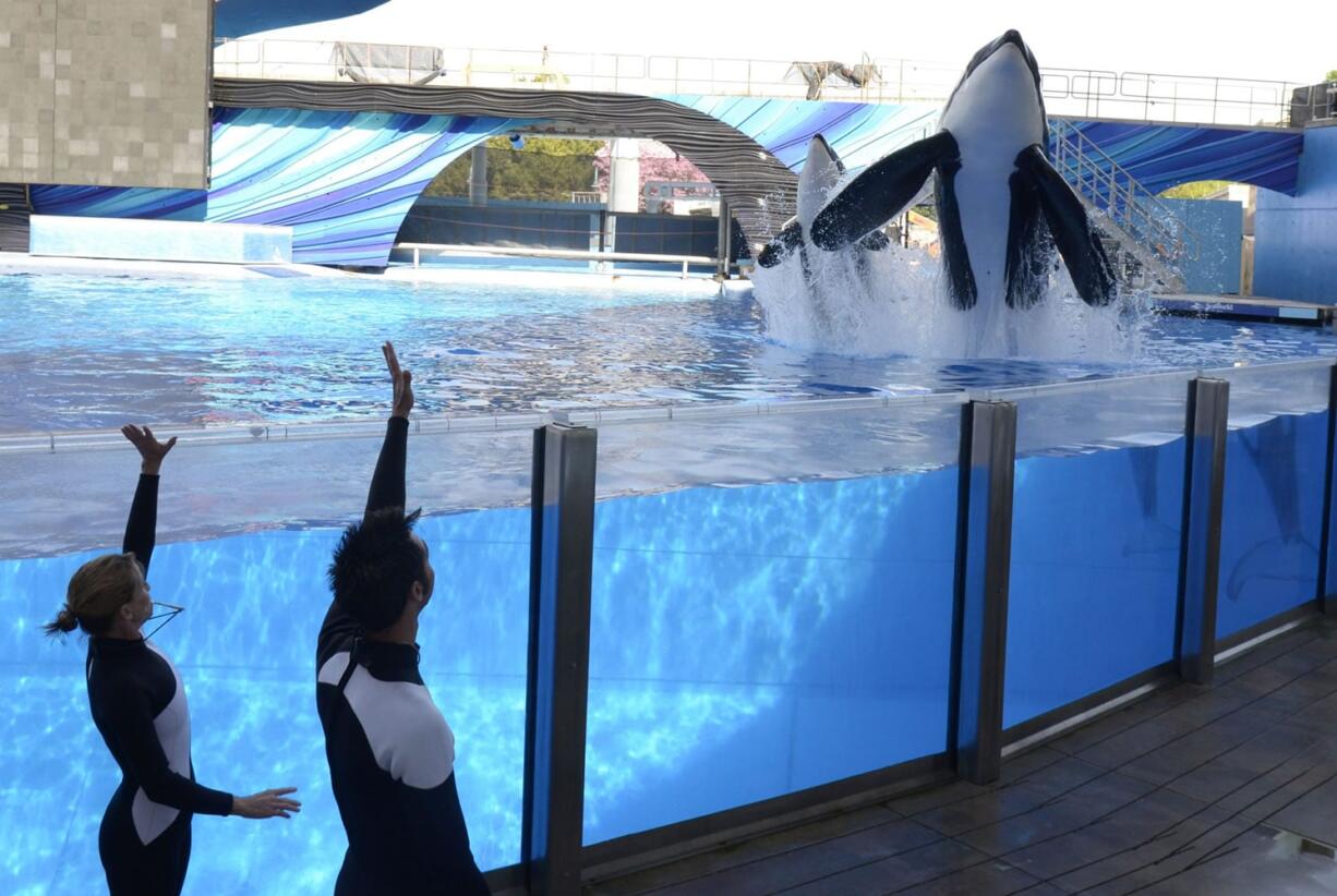 Kelly Flaherty Clark, left, director of animal training at SeaWorld Orlando, and trainer Joe Sanchez work with killer whales Tilikum, right, and Trua during a 2011 training session at the theme park's Shamu Stadium in Orlando, Fla. SeaWorld announced Thursday, March 17, 2016, it will immediately stop breeding killer whales, essentially phasing out the iconic orcas from its theme parks following years of controversy over keeping them in captivity. (AP Photo/Phelan M.