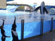 Kelly Flaherty Clark, left, director of animal training at SeaWorld Orlando, and trainer Joe Sanchez work with killer whales Tilikum, right, and Trua during a 2011 training session at the theme park's Shamu Stadium in Orlando, Fla. SeaWorld announced Thursday, March 17, 2016, it will immediately stop breeding killer whales, essentially phasing out the iconic orcas from its theme parks following years of controversy over keeping them in captivity. (AP Photo/Phelan M.