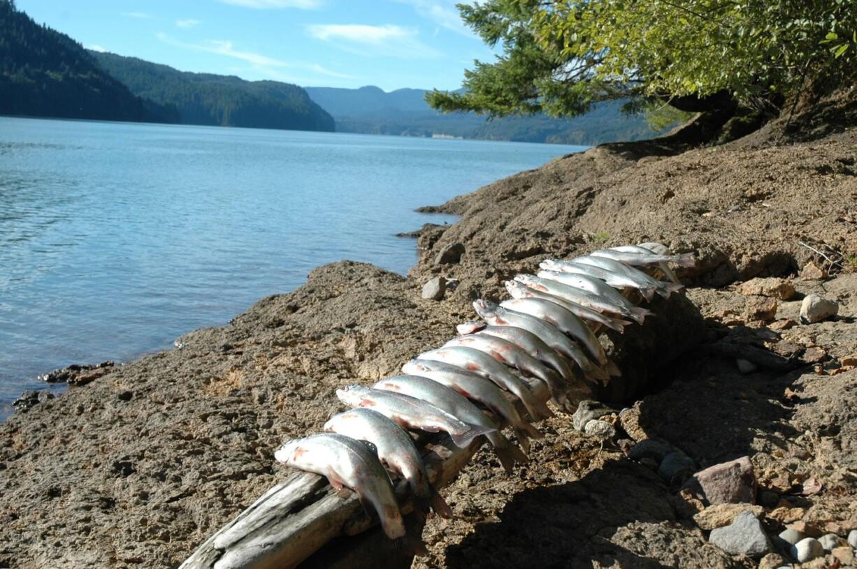 Swift Reservoir offers good fishing for rainbow trout in the fall in uncrowded conditions.