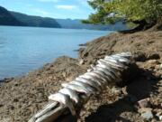 Swift Reservoir offers good fishing for rainbow trout in the fall in uncrowded conditions.