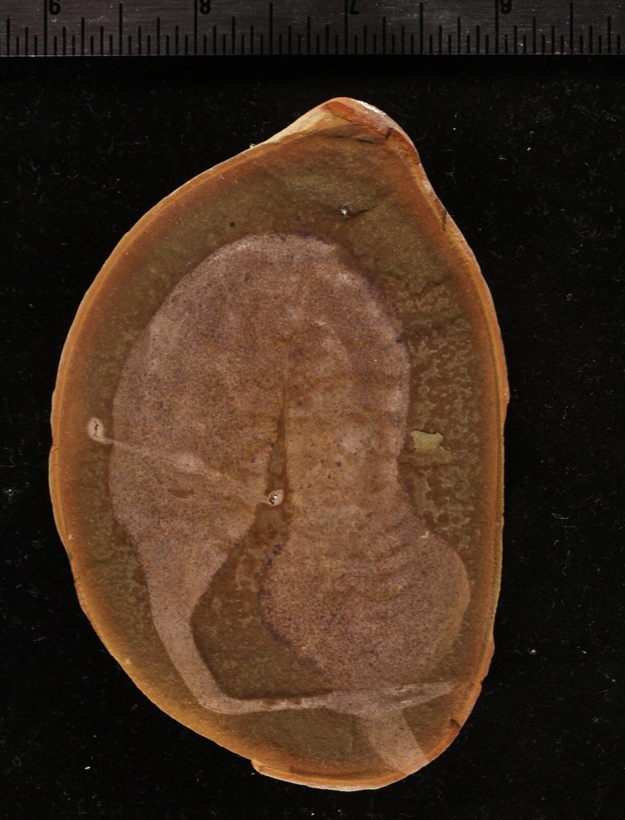 A fossil of a Tully monster.