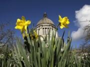 Daffodils bloom with the Capitol in the background in Olympia late last month. The 2016 legislative session is set to conclude next week. (Ted S.