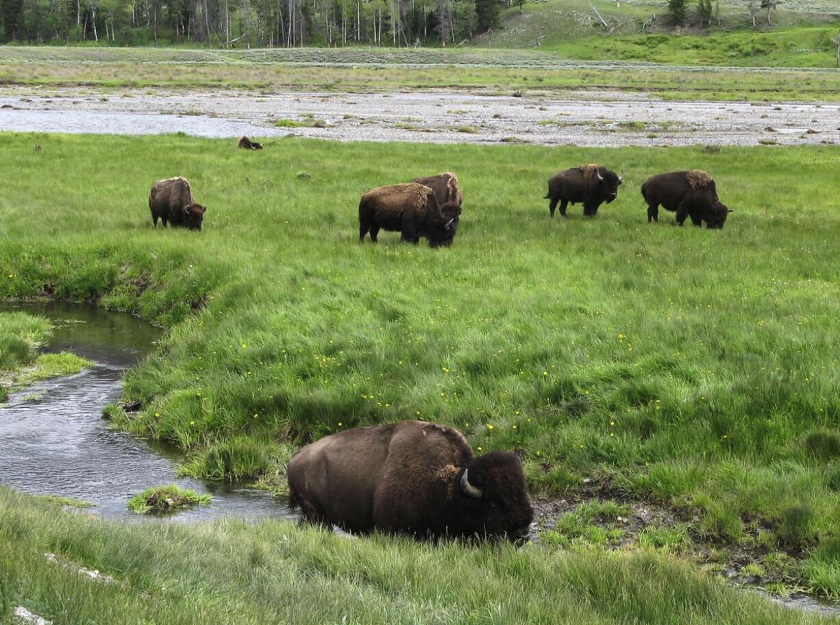 Bison graze near a stream in 2014 in Yellowstone National Park in Wyoming. Yellowstone National Park plans to start shipping many of its famous wild bison to slaughter on Wednesday in response to concerns by the livestock industry over a disease carried by the animals.