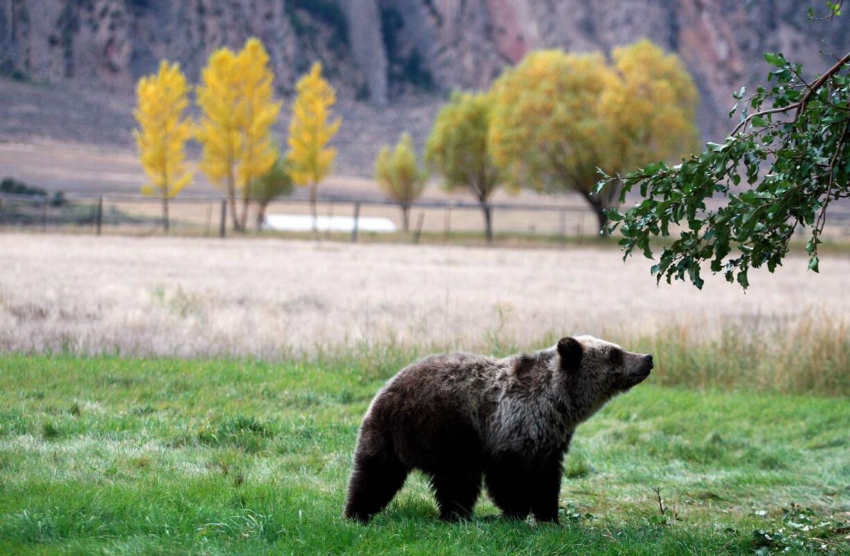 A grizzly bear cub searches for fallen fruit beneath an apple tree in Yellowstone National Park in Gardiner, Mont., in 2013.