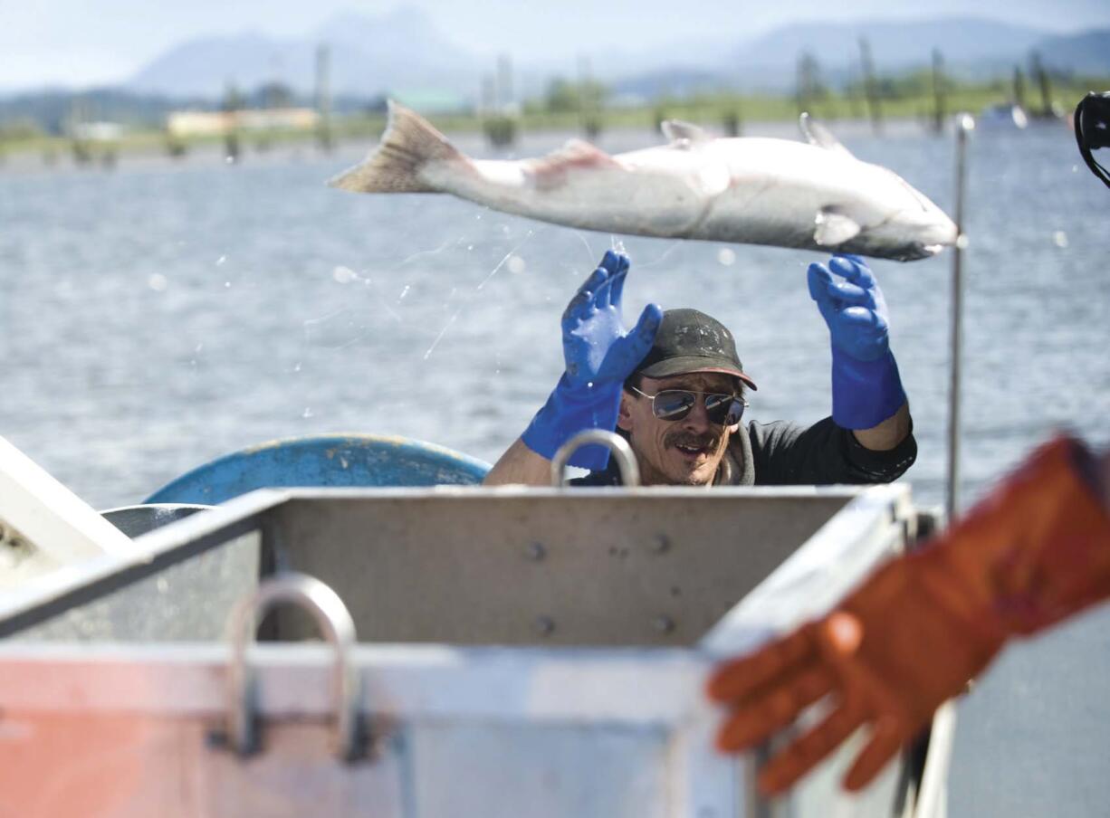 Commercial fishing with gillnets is scheduled to shift into off-channel areas of the lower Columbia River in 2017.