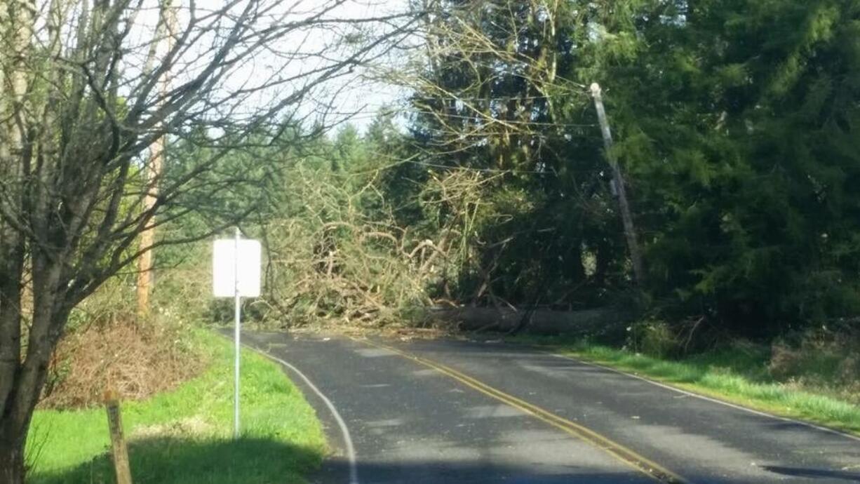 A downed tree blocks Northeast 10th Street in Battle Ground this afternoon.