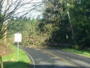 A downed tree blocks Northeast 10th Street in Battle Ground this afternoon.