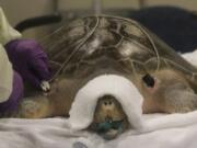 Monitors are attached to Tucker, an olive ridley sea turtle being rehabbed at the Seattle Aquarium, before he&#039;s subjected to a pressure that&#039;s equivalent to a depth of 60 feet to help dissolve bubbles believed to be trapped in his gastrointestinal system, on March 28, 2016, at the Virginia Mason Center for Hyperbaric Medicine.