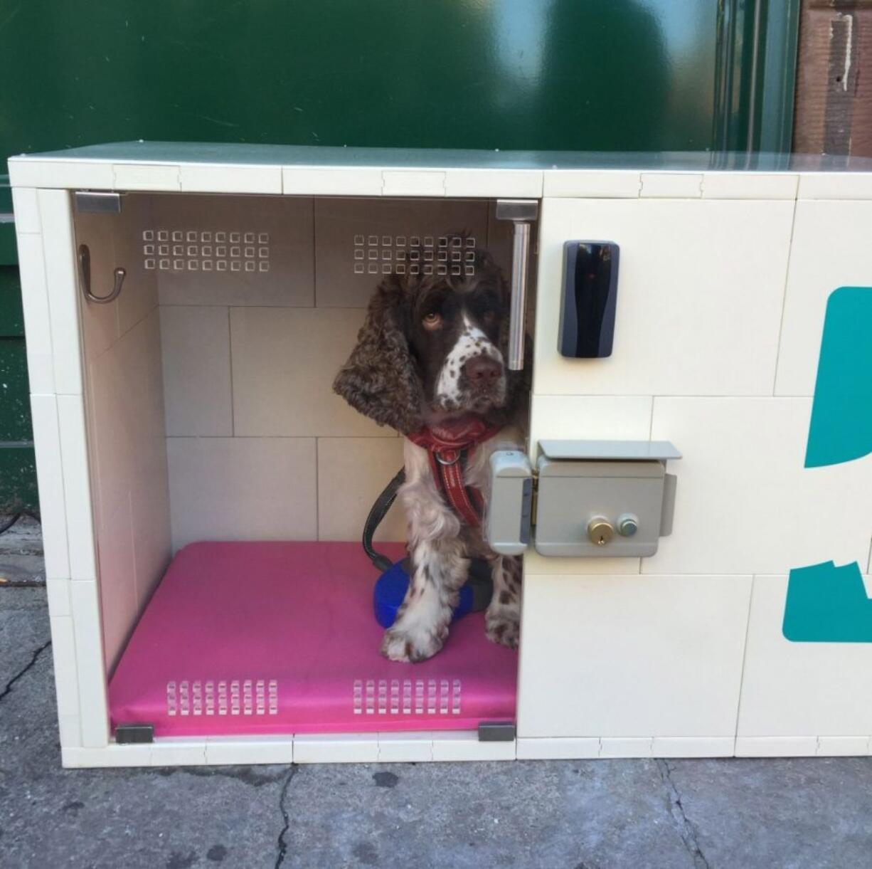 A patient guest sits in one of Dog Parker&#039;s doghouses.