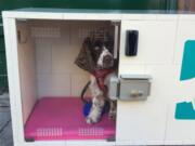 A patient guest sits in one of Dog Parker&#039;s doghouses.