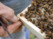 Want to learn more about beekeeping? Join a local beekeeping club or attend one of their monthly meetings.