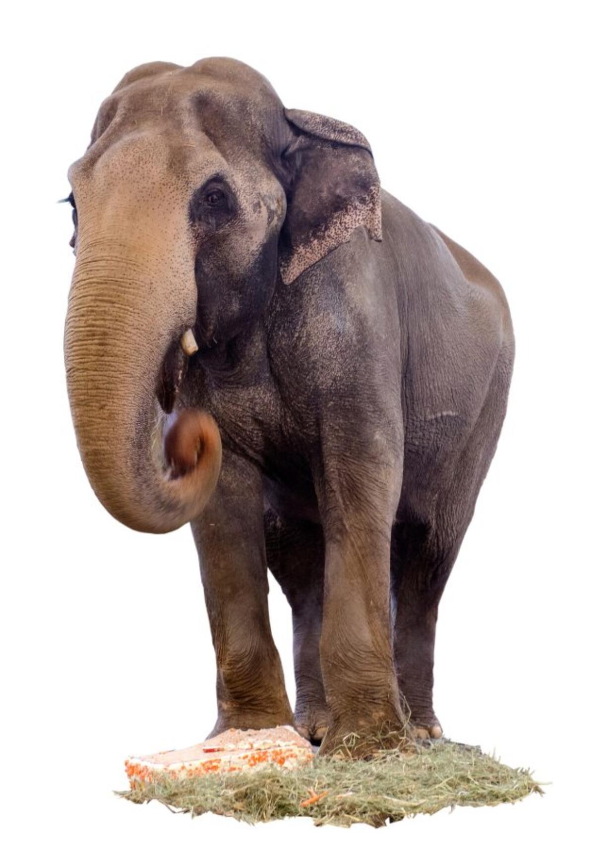 Packy receives cake for his 54th birthday in April. Packy, who lives at the Oregon Zoo in Portland, is the oldest male Asian elephant in North America.