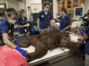 Veterinarians and vet techs remove warming socks, gloves and blankets on Lucy, an obese orangutan at the National Zoo, after her physical exam in Washington in July 2015.