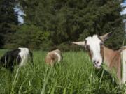 Goats from West Side Goat Girl graze in tall grass Thursday evening at Raymond E. Shaffer Community Park in Vancouver.