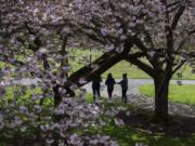 Clark College students are surrounded by a sea of cherry blossoms Wednesday morning.