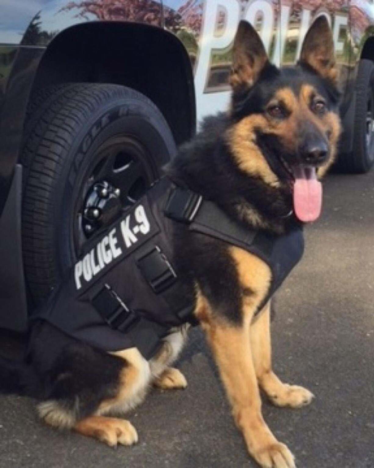 Battle Ground: Police dog Luca with his new protective vest.