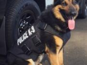 Battle Ground: Police dog Luca with his new protective vest.