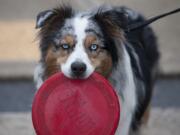 Kai hangs onto his flying disc after exiting Stevenson Off Leash Dog Park, which the city announced will close Nov. 1.