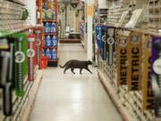 Socket, 18 months, prowls the aisles of Lutz Hardware in downtown Camas.