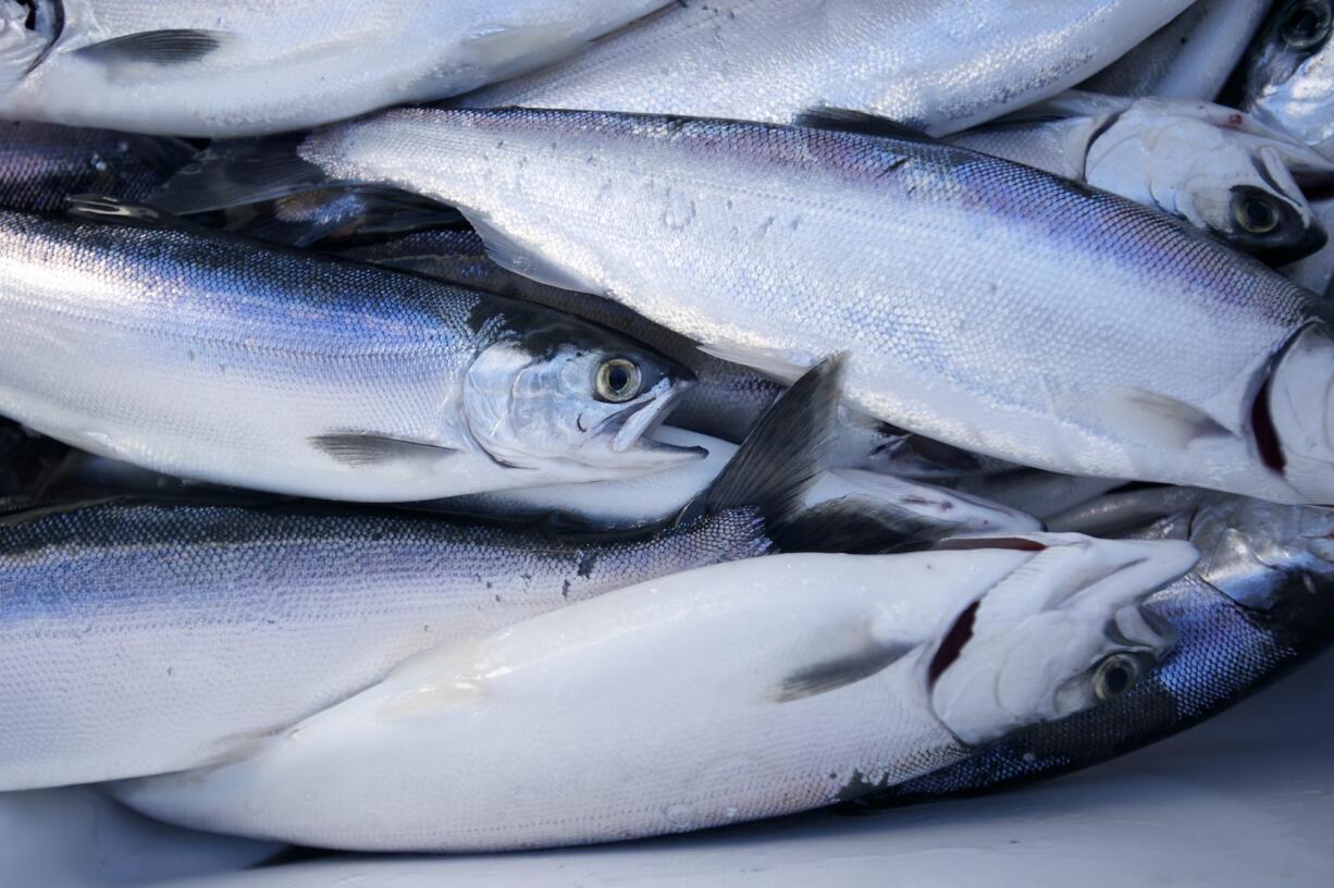 This photo was taken a year ago when kokanee fishing was better in Merwin Reservoir.