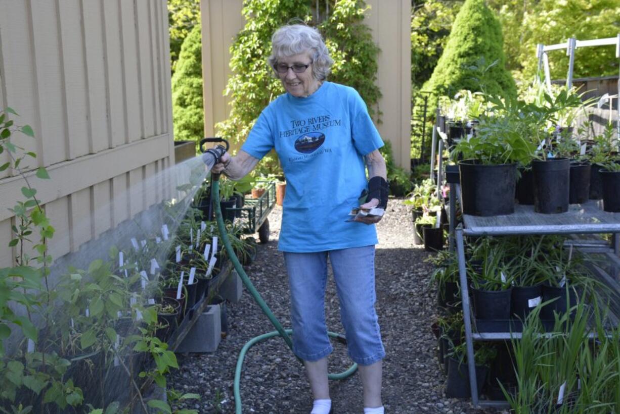 Alma Ladd, Plant Fair Organizer and museum "plant lady&quot; gets ready for the Camas-Washougal Historical Society Plant Sale May 14 and June 5, 2016 at the Two Rivers Heritage Museum in Washougal.