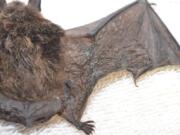 This little brown bat was found last month near North Bend and is the first and only confirmed case of white-nose syndrome in the state. Still, the U.S. Forest Service wants to ensure that the fungus stays out of Ape Cave near Mount St. Helens.