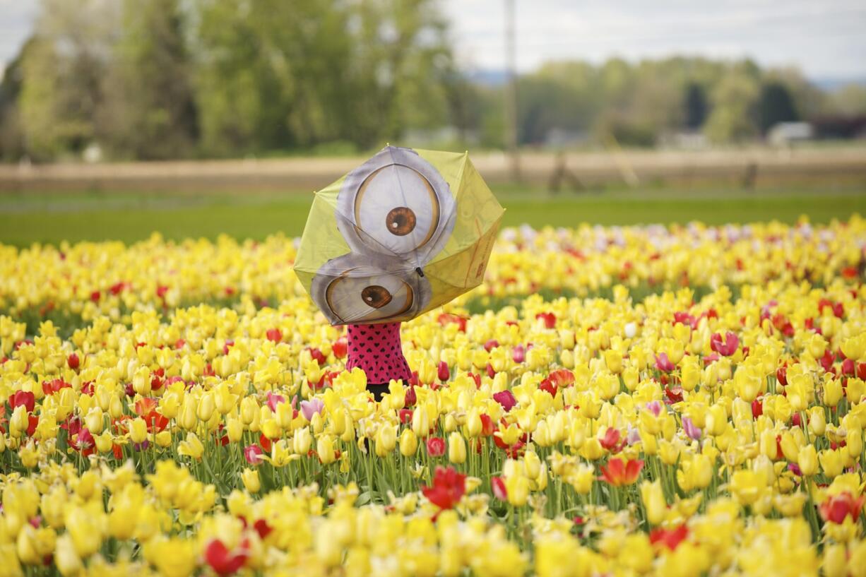 Six-year-old Keela Gage of Camas, spins an eye-catching umbrella while strolling through the tulip fields at Holland America Bulb Farms during the 2015 Woodland Tulip Festival.