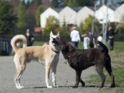 Two dogs greet one another with a friendly sniffing at the Dakota Memorial Dog Park. At peak hours, the dog park can get as many as 100 pet and human visitors, which is why a nonprofit group is planning to develop a 10.8-acre parcel just around the corner.