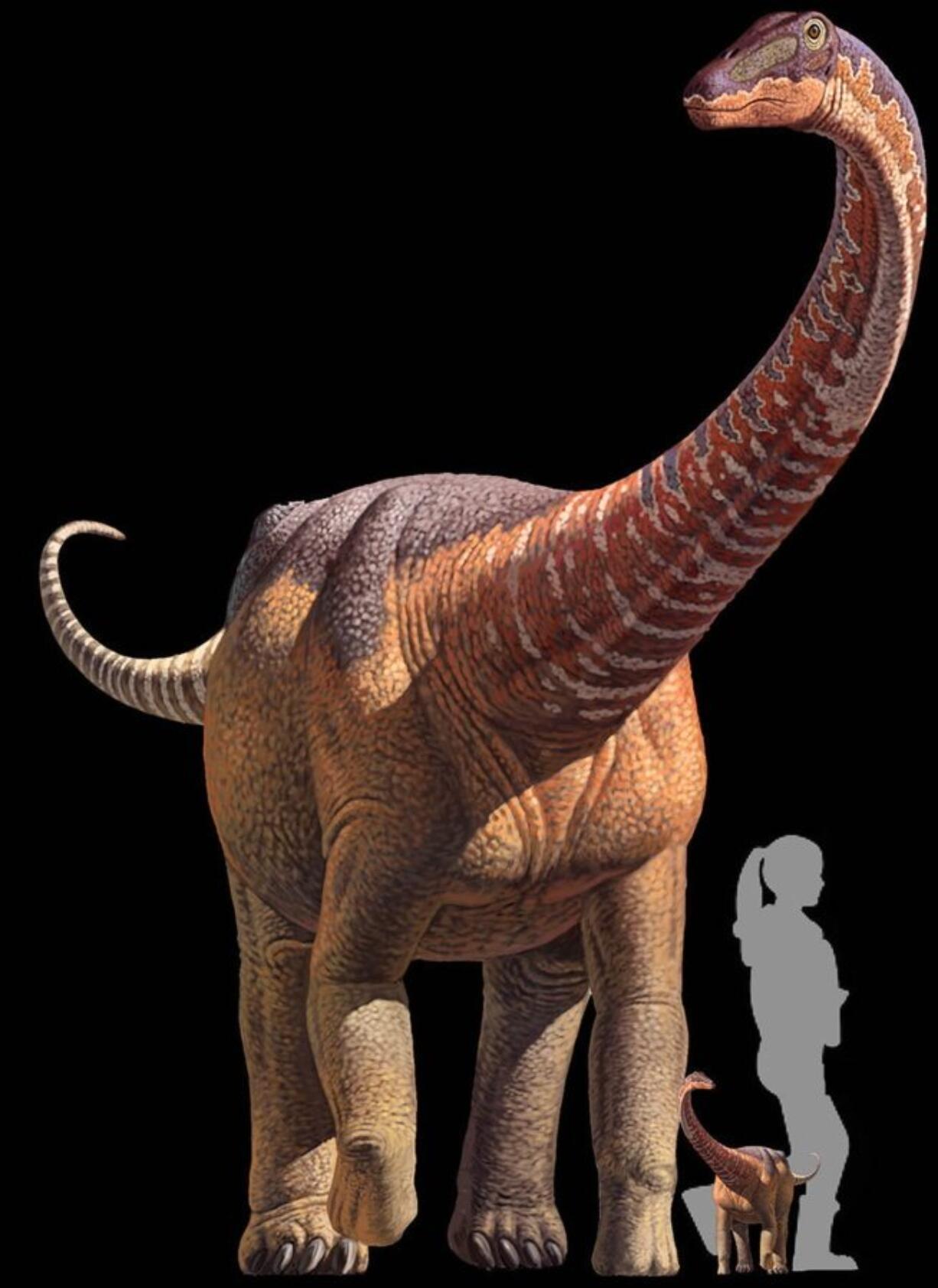 This artists&#039; rendering shows a titanosaur and a hatchling titanosaur in relation to a human. Tiny titanosaur babies weighed about as much as average human babies, 6 to 8 pounds. (K. curry rogers, m. whitney, M. d&#039;emic, B.