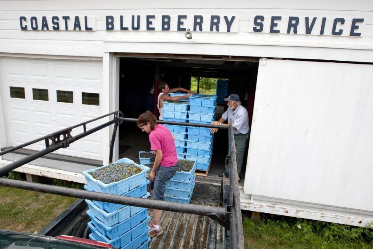 Paul Sweetland, manager of Coastal Blueberry Services, right, receives a truckload of wild blueberries from Marrisa Cox and Joseph Bailey in 2012 in Union, Maine.