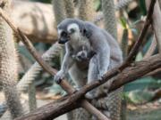 A ring-tailed lemur and her baby sit on a tree branch at the Bronx Zoo in the Bronx borough of New York. The zoo is showing off three baby lemurs. Two are ring-tailed and one is a brown collared lemur.