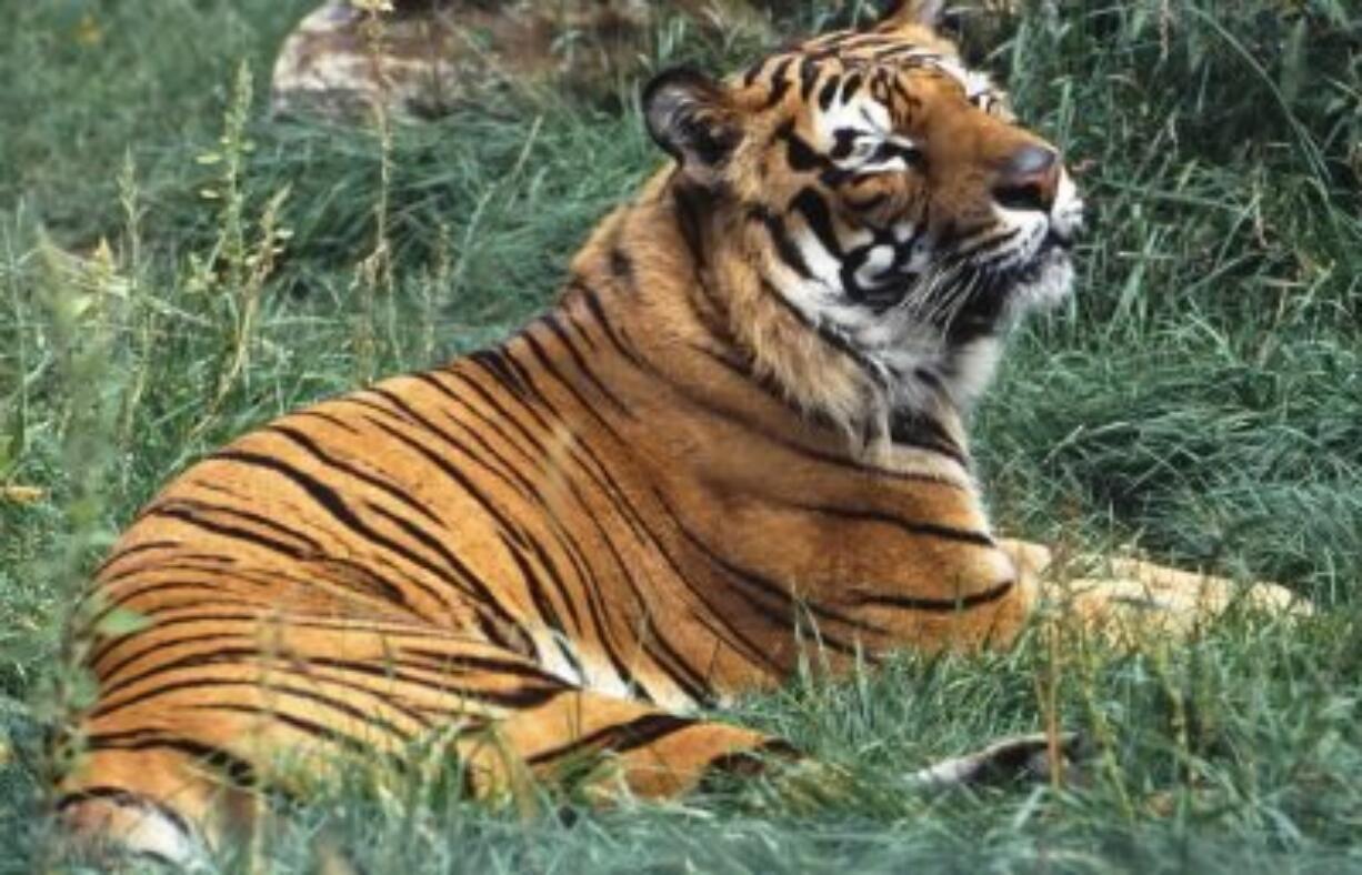 A captive tiger that is being protected under a rule issued by Fish and Wildlife Service. The Obama administration is moving to strengthen protections for captive tigers under the Endangered Species Act.  (Michael W.