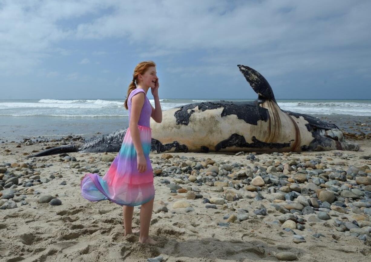 A girl calls to her mom as she stands near a dead whale on the shore Monday morning, April 25, 2016, on the cobblestone beach at Lower Trestles on San Onofre State Beach, just south of San Clemente, Calif. (Jeff Gritchen/The Orange County Register via AP)  MAGAZINES OUT; LOS ANGELES TIMES OUT; MANDATORY CREDIT   LA TIMES OUT, MAGS OUT.