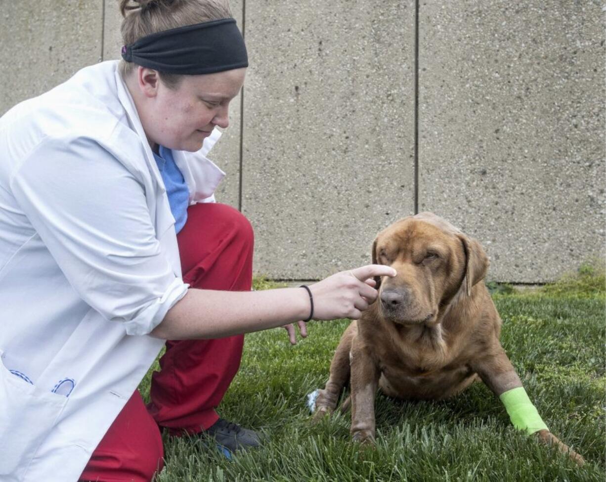 Veterinary student Amanda Kuhl scratches Bear&#039;s nose Wednesday outside the University of Illinois Veterinary Teaching Hospital Small Animal Clinic in Urbana, Ill.