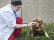 Veterinary student Amanda Kuhl scratches Bear&#039;s nose Wednesday outside the University of Illinois Veterinary Teaching Hospital Small Animal Clinic in Urbana, Ill.