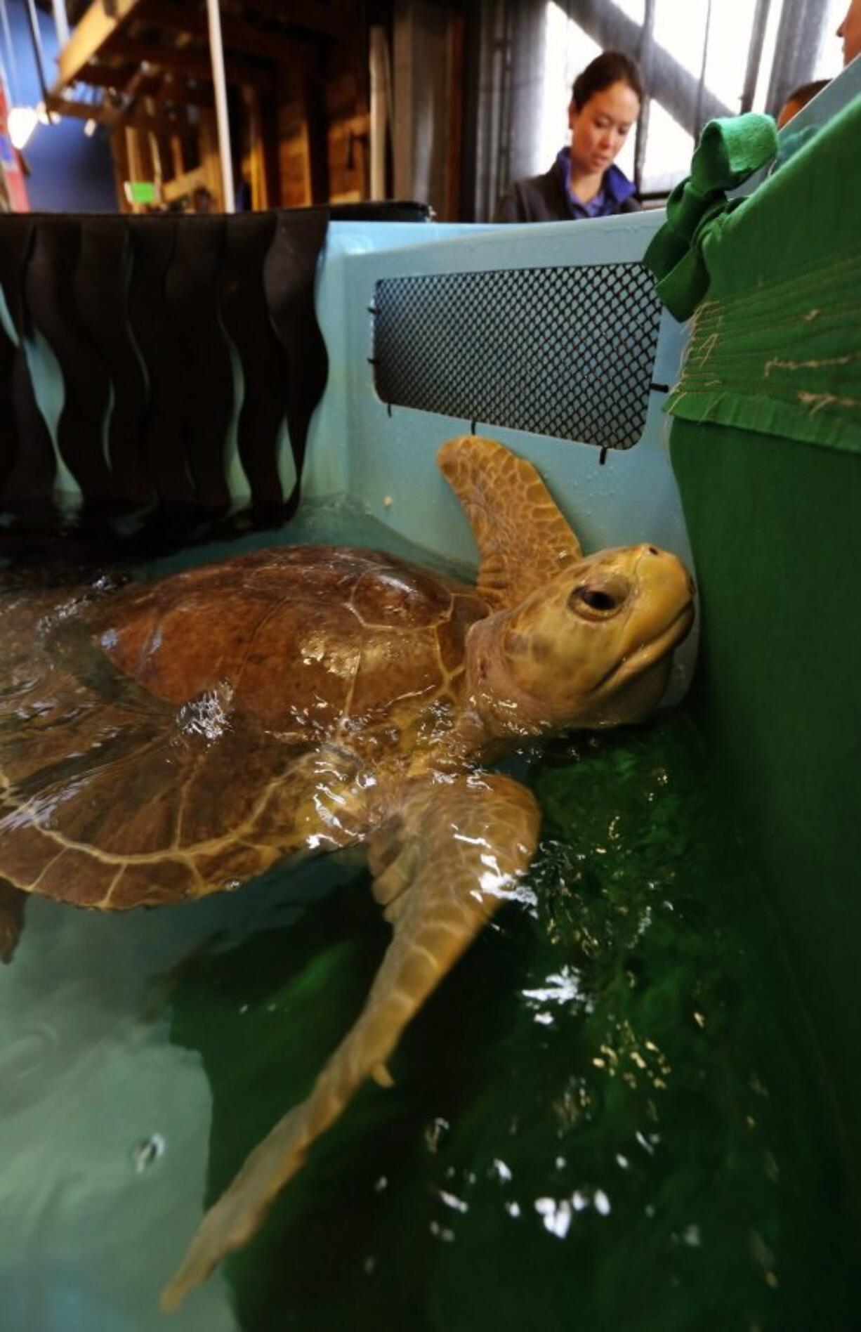 Tucker the Turtle waits to be lifted from his quarantine tank to a crate for the flight to San Diego on Thursday in Seattle.