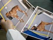 Before and after photos are shown Thursday April 7, 2016 of a boxer named Brewster cared for at the American Society for the Prevention of Cruelty to Animals (ASPCA ) forensic unit, after he was dropped off last year by a good Samaritan who said he found the starving animal in a park, in New York. The ASPCA forensic veterinarians work with the New York Police Department to capture evidence and punish animal abusers.