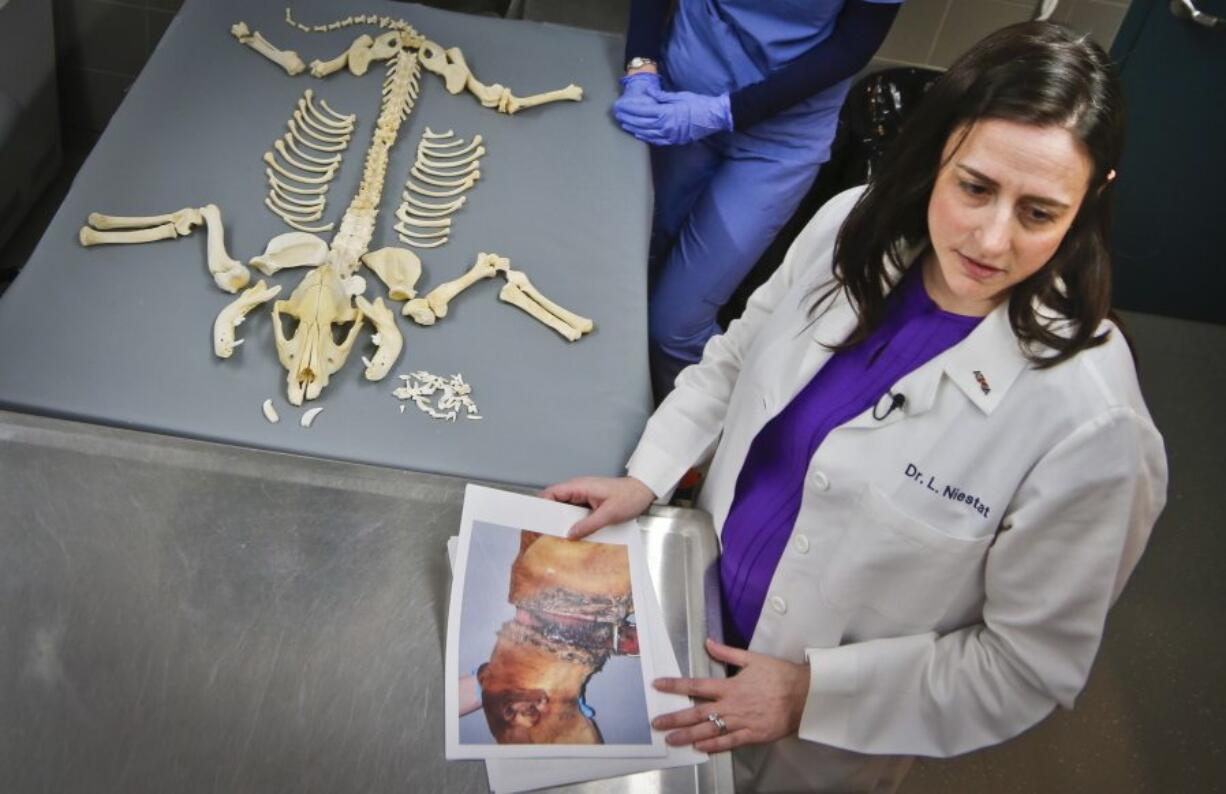 Dr. Laura Niestat, one of three veterinarians with the American Society for the Prevention of Cruelty to Animals forensic unit, holds photo evidence of a dog missing layers of skin from a tight collar Thursday in New York. The New York based ASPCA unit works with the New York Police Department to capture evidence and punish animal abusers.