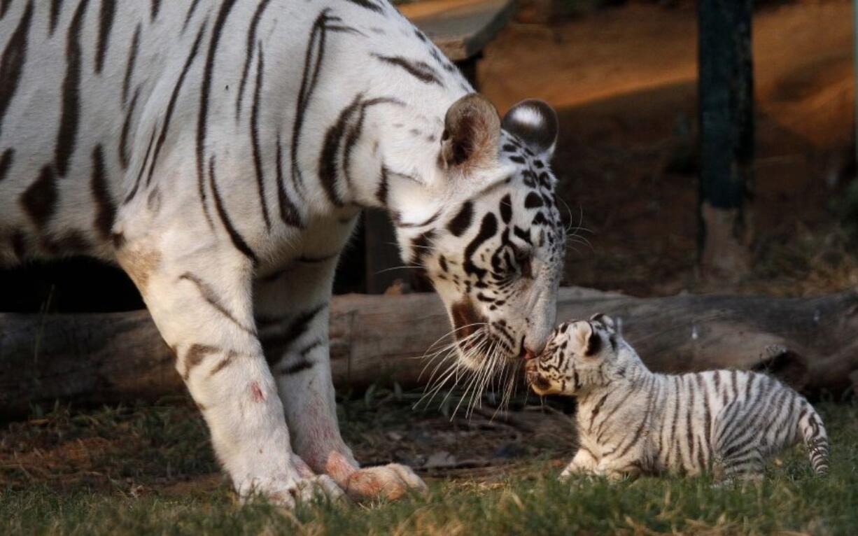 Khushi, a white tigress, plays with her newborn cub Feb. 11, 2012, at the state zoological park in Gauhati, India. Countries with wild tiger populations have agreed to do more to protect tiger habitats that are shrinking drastically because of deforestation and urban sprawl, conservationists said Friday. Representatives from the 13 Asian countries with tigers, meeting this week in New Delhi, issued a resolution acknowledging that the forests in which tigers live are inherently valuable themselves and worthy of protection.